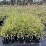 Sideoats Grama