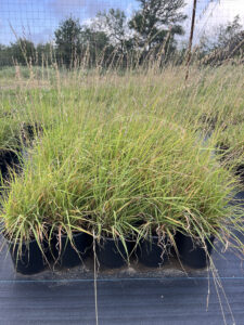 Sideoats Grama
