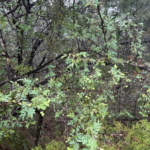 Texas Barberry