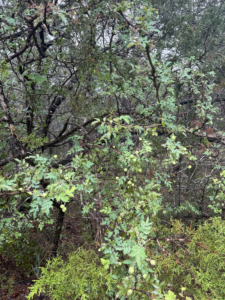 Texas Barberry