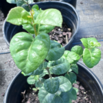 Netleaf Forestiera