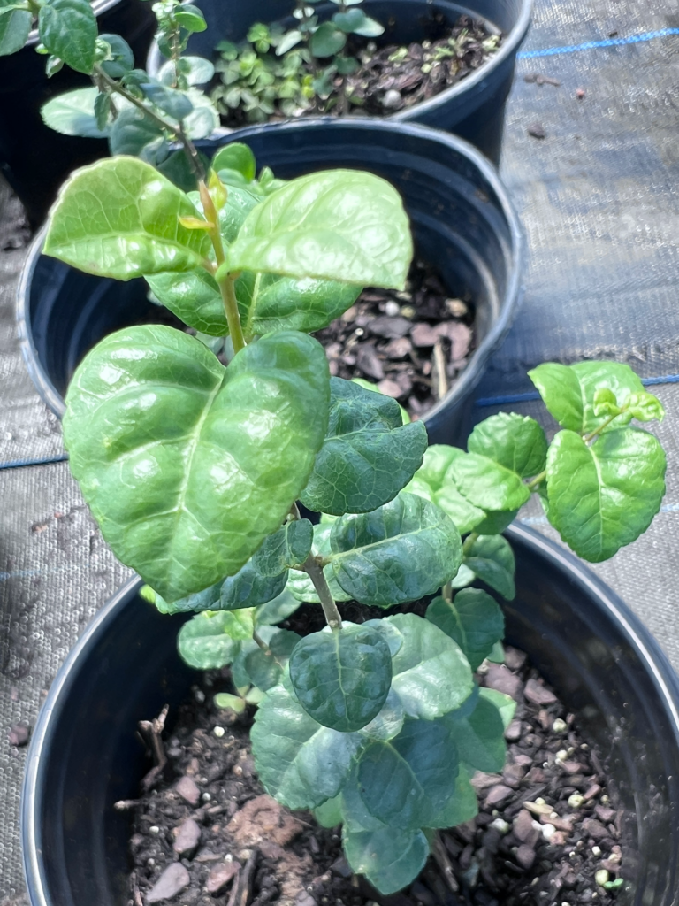 Netleaf Forestiera